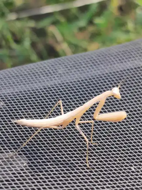 Mantis religiosa - imádkozósáska