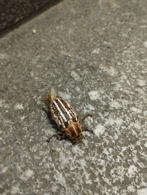 Anoxia orientalis - keleti cserebogár