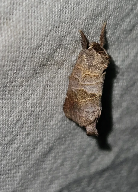 Clostera pigra - apró levélszövő