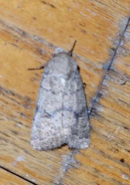 Hoplodrina octogenaria - barna selymesbagoly