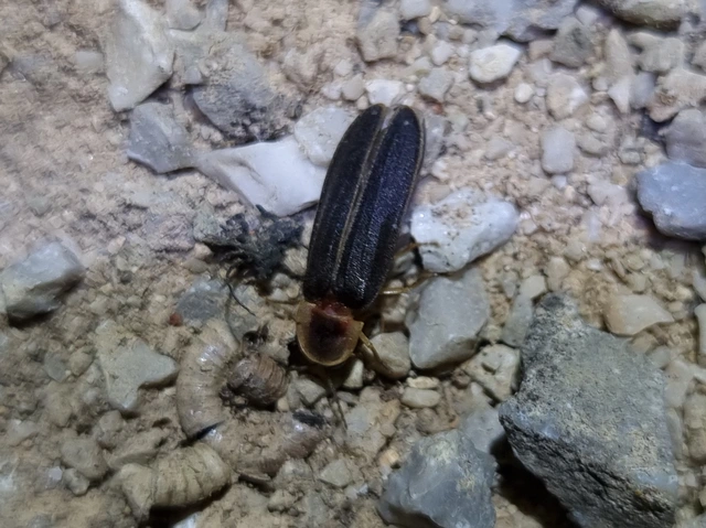 Lampyris noctiluca - nagy szentjánosbogár