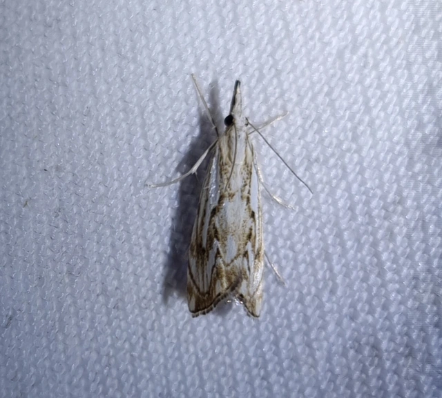 Catoptria falsella - hálós fűgyökérmoly