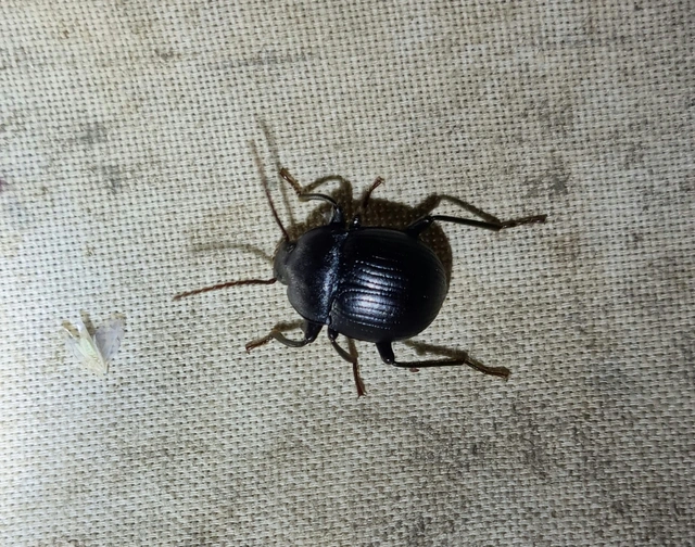 Accanthopus velikensis