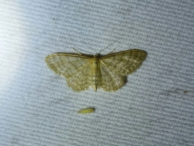 Idaea dilutaria - napvirág-apróaraszoló
