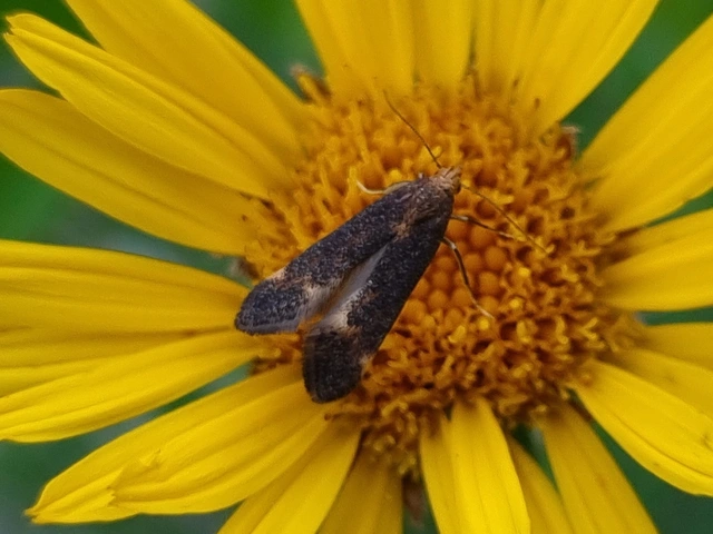 Apodia bifractella - peremizsmag-sarlósmoly