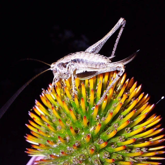 Pholidoptera griseoaptera - szürke avarszöcske