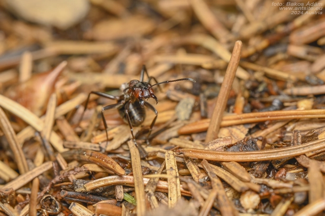Formica rufa - erdei vöröshangya