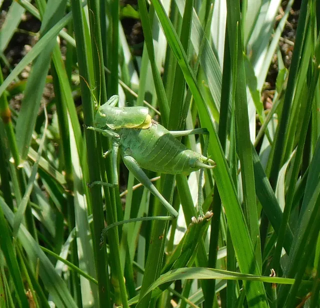 Polysarcus denticauda - fogasfarkú szöcske