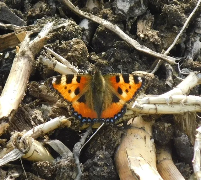 Nymphalis urticae - kis rókalepke Nymphalis urticae - kis rókalepke