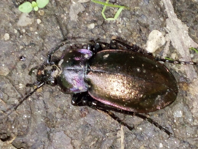 Carabus nemoralis - ligeti futrinka