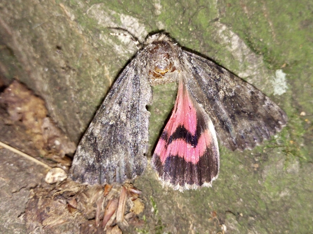 Catocala sponsa/dilecta