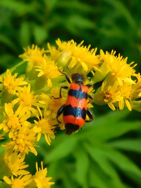 Trichodes apiarius - szalagos méhészbogár