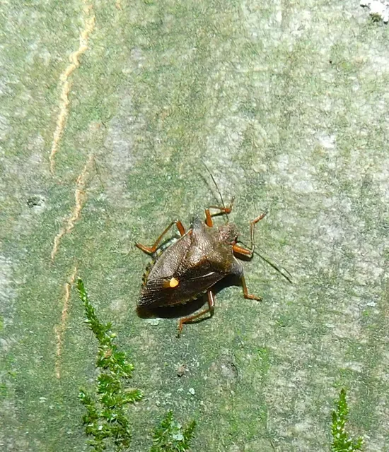 Pentatoma rufipes - vöröslábú címerespoloska Pentatoma rufipes - vöröslábú címerespoloska
