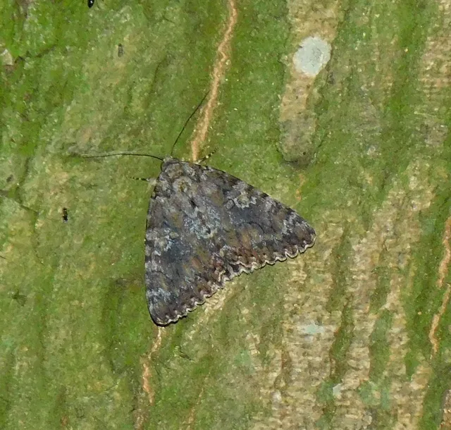 Catocala sponsa - tölgyfa-övesbagoly