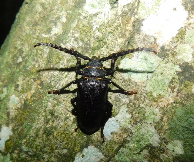 Prionus coriarius - csőszcincér Prionus coriarius - csőszcincér