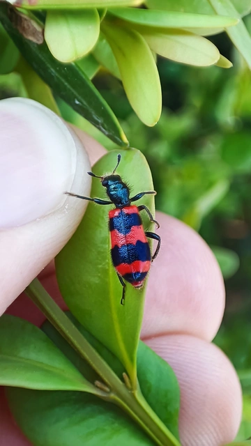 Trichodes apiarius - szalagos méhészbogár