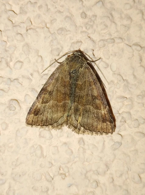 Euclidia glyphica - közönséges nappalibagoly Euclidia glyphica - közönséges nappalibagoly