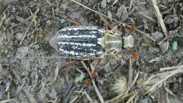 Anoxia orientalis - keleti cserebogár
