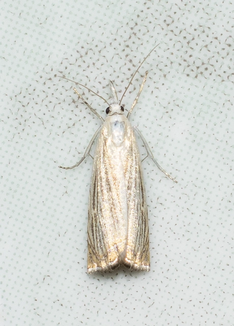Chrysoteuchia culmella - kerti fűgyökérmoly
