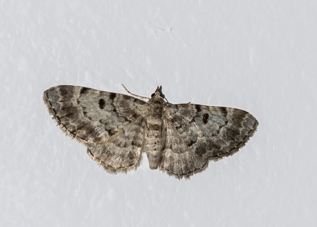 Eupithecia abietaria - nagyfoltú törpearaszoló