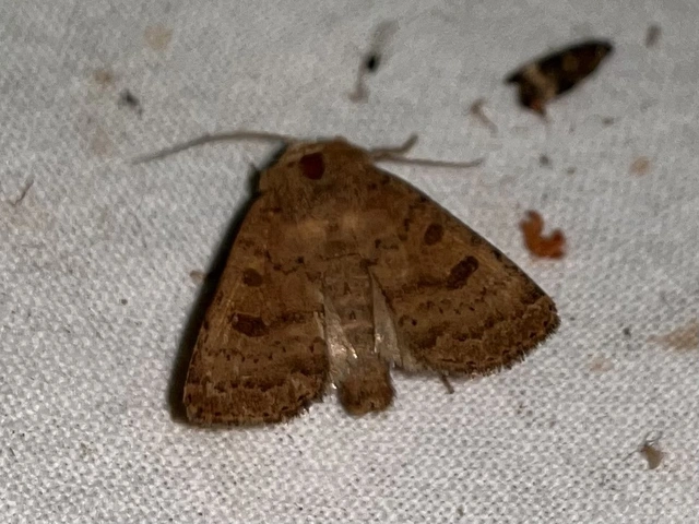 Hoplodrina octogenaria - barna selymesbagoly