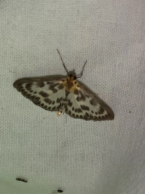 Anania hortulata - tarka csalánmoly