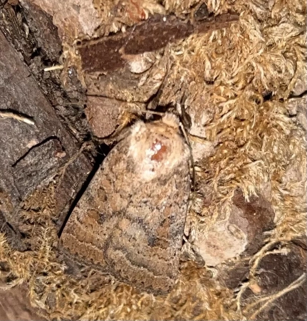Hoplodrina octogenaria - barna selymesbagoly
