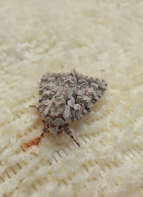 Bryopsis szeokekalmani - Szeőke Kálmán zuzmóbaglya