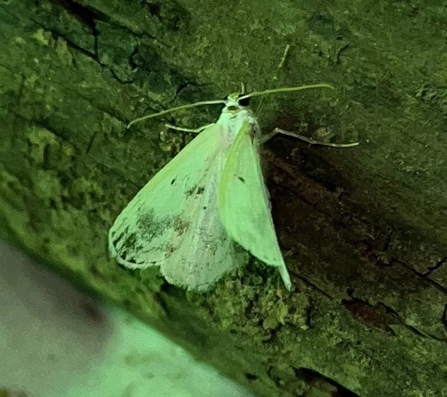 Lomographa temerata - foltos fehéraraszoló
