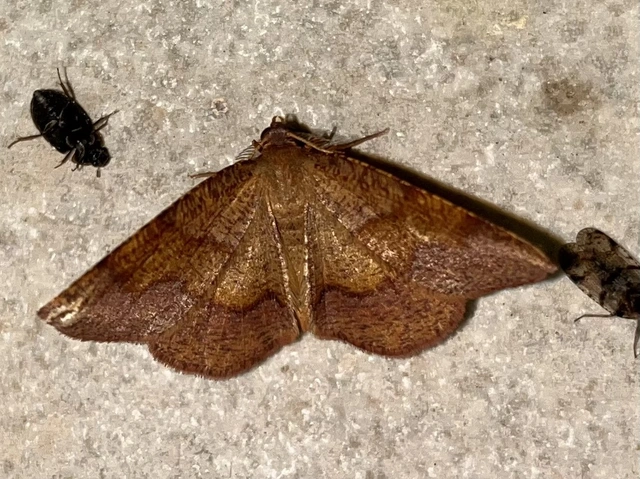 Plagodis pulveraria - szemcsés araszoló