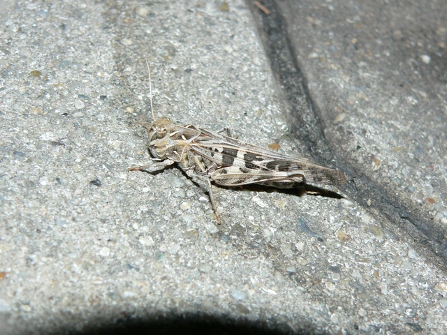 Oedaleus decorus - szalagos sáska