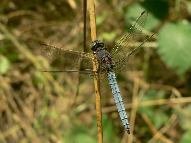 Orthetrum coerulescens - karcsú pásztorszitakötő