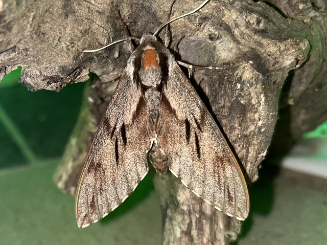Hyloicus pinastri - fenyőszender
