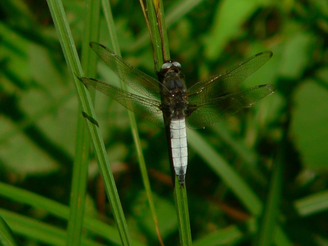 Libellula fulva - kisfoltos laposacsa