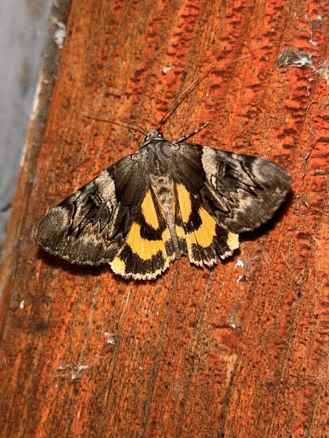 Catocala fulminea - galagonya-övesbagoly