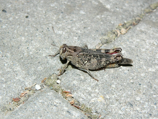 Calliptamus italicus - olaszsáska