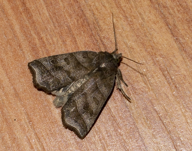 Ipimorpha retusa - sarlós fűzbagoly