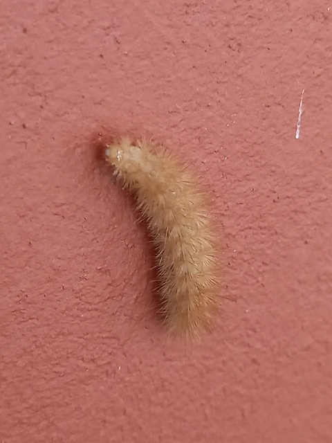 Diaphora mendica - felemás medvelepke