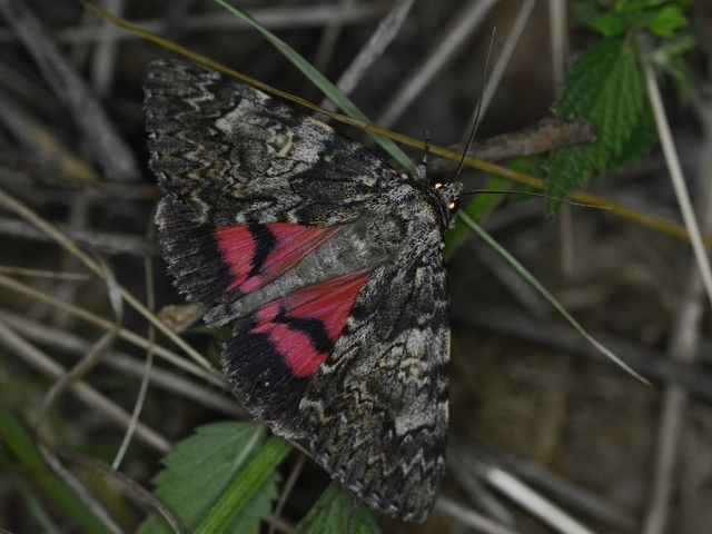 Catocala promissa - kis tölgyfa-övesbagoly