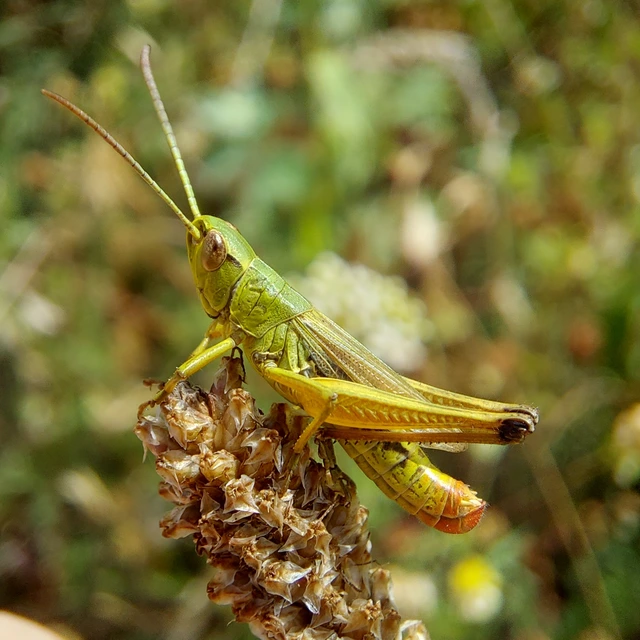Pseudochorthippus parallelus - közönséges rétisáska