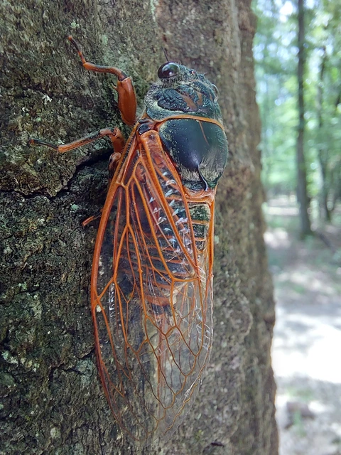 Tibicina haematodes - óriás-énekeskabóca