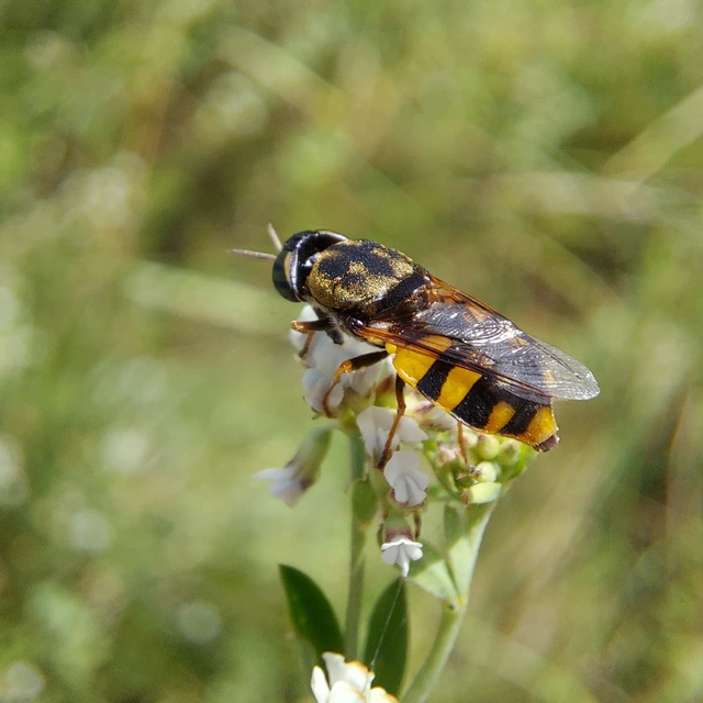 Stratiomyidae - katonalégyfélék