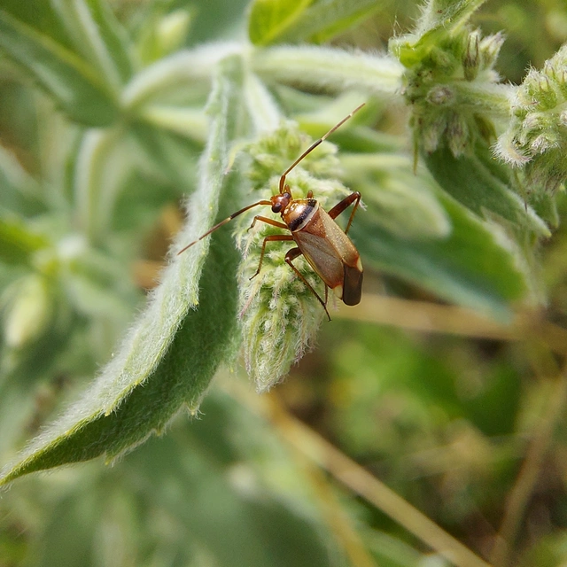 Adelphocoris vandalicus - feketevállú mezeipoloska