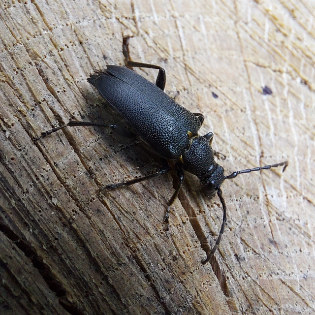 Stictoleptura scutellata - hegyi virágcincér