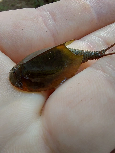 Triops cancriformis - nyári pajzsosrák