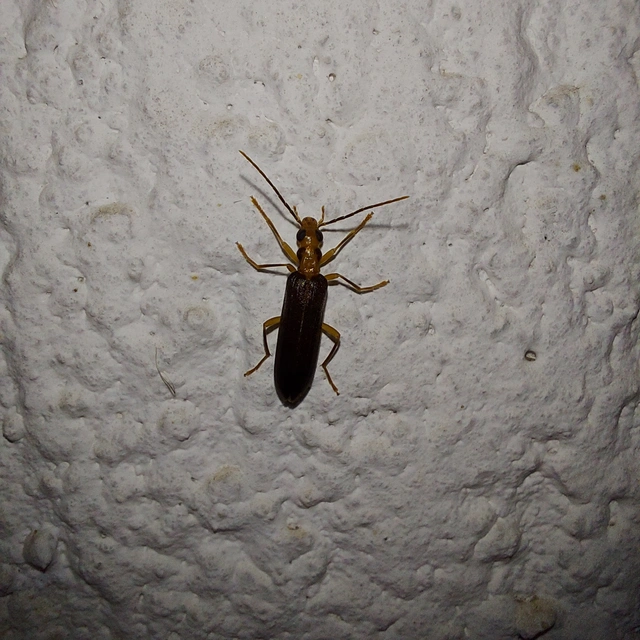 Nacerdes carniolica - karnóliai álcincér