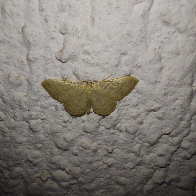 Idaea dilutaria - napvirág-apróaraszoló