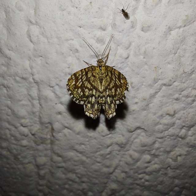 Chiasmia clathrata - rácsos rétiaraszoló