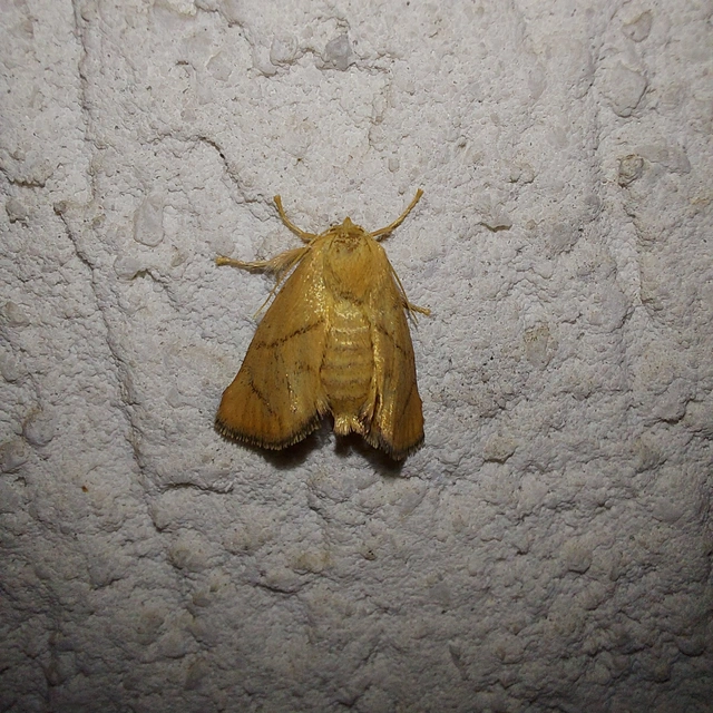 Apoda limacodes - kagylólepke