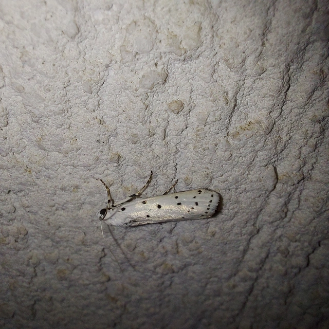 Myelois circumvoluta - pettyes karcsúmoly